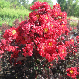 Flor de Merenda com folhagem negra - Vermeilho